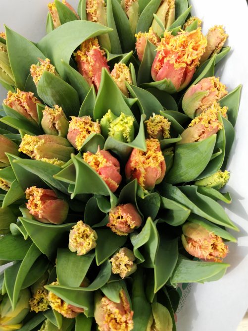 Tulpen pur in Sorten