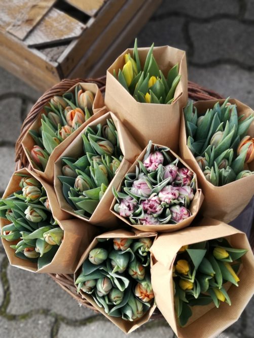Tulpen pur kleine Variante
