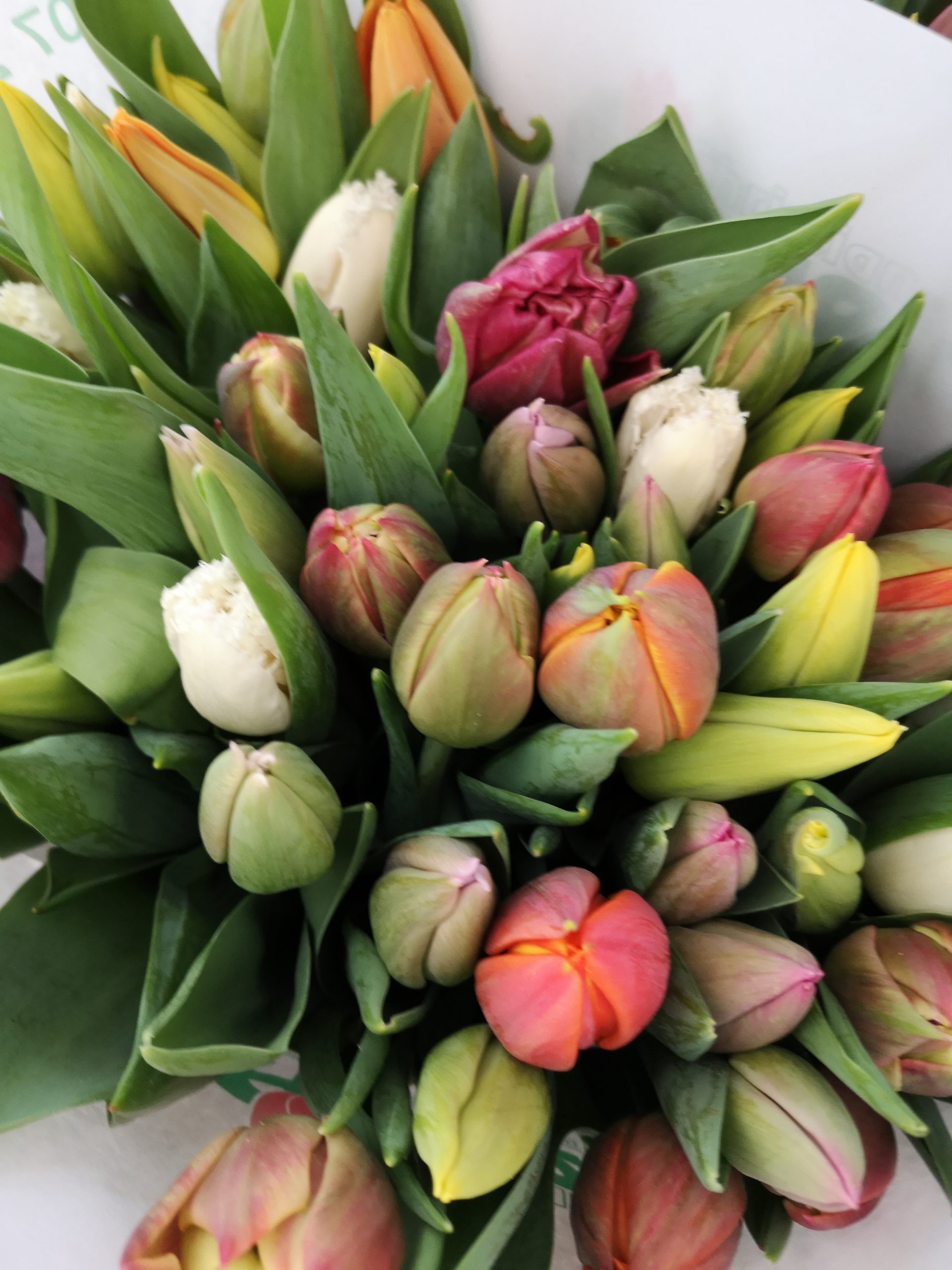 Kreativkurs "Wachsende Kunst - Raumschmuck" - Image 3