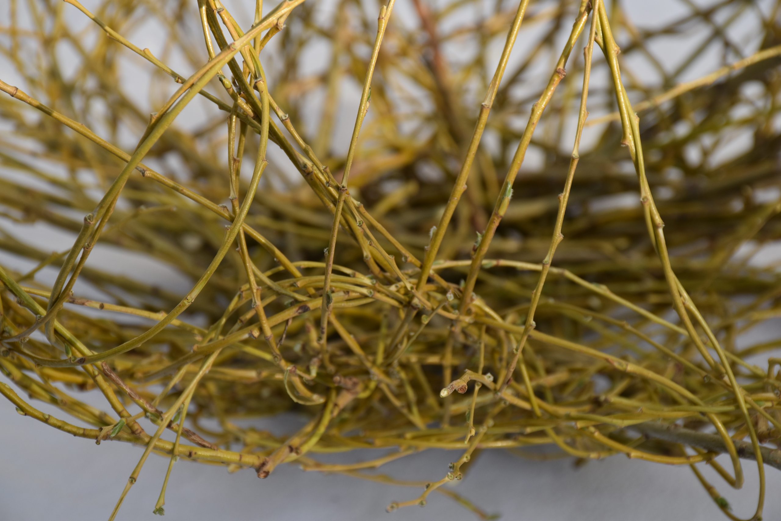 Kreativkurs "Formgebende Floristikā - Image 3